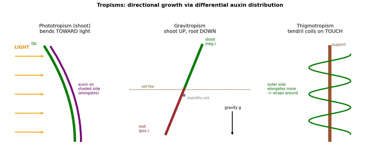 Figure — Explain tropisms (photo-, gravi-, thigmotropism)
