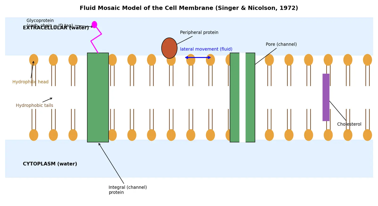 Figure — Describe the fluid mosaic model