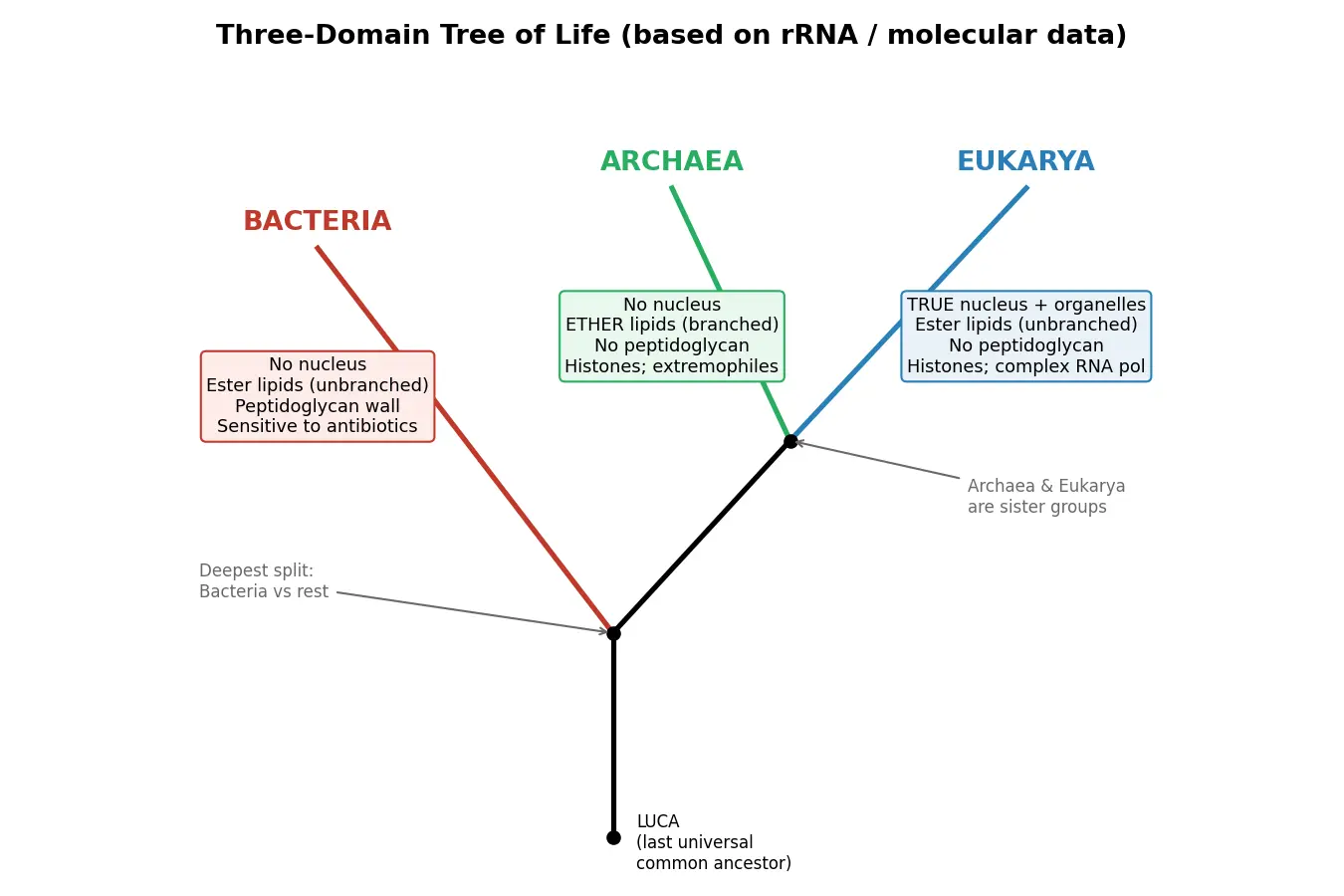 Figure — Distinguish Archaea, Bacteria, and Eukarya