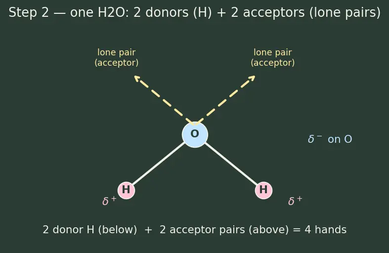 Figure — Hydrogen bonding — intermolecular, intramolecular; consequences (boiling points, water density)