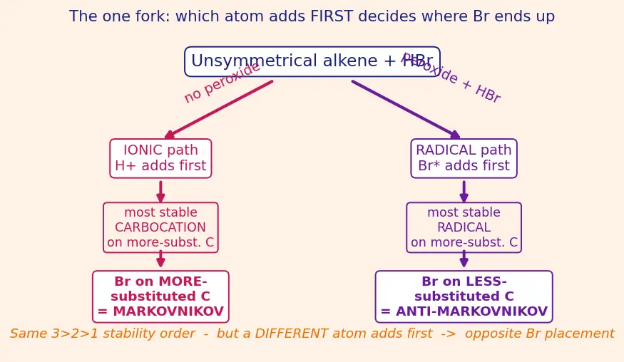 Figure — Markovnikov vs anti-Markovnikov (peroxide effect, Kharasch)