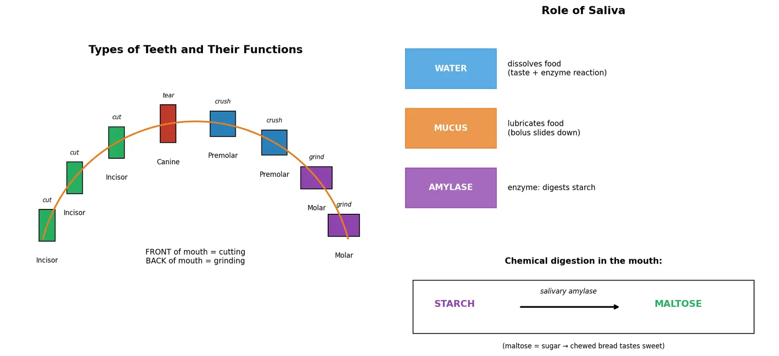 Figure — Describe the role of teeth and saliva
