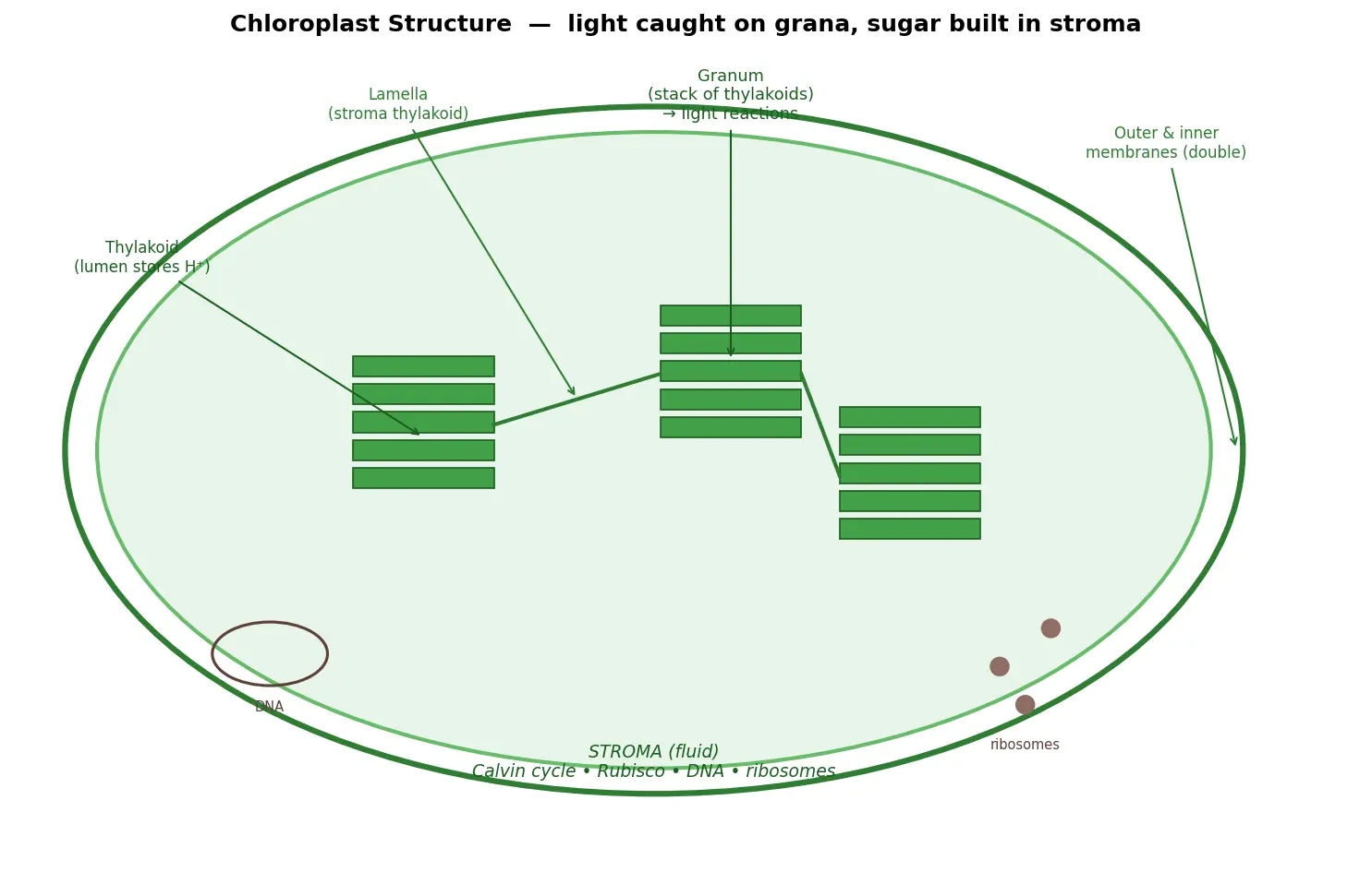 Figure — Describe chloroplast structure and function