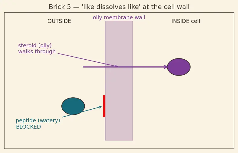 Figure — Hormones — peptide vs steroid (overview)
