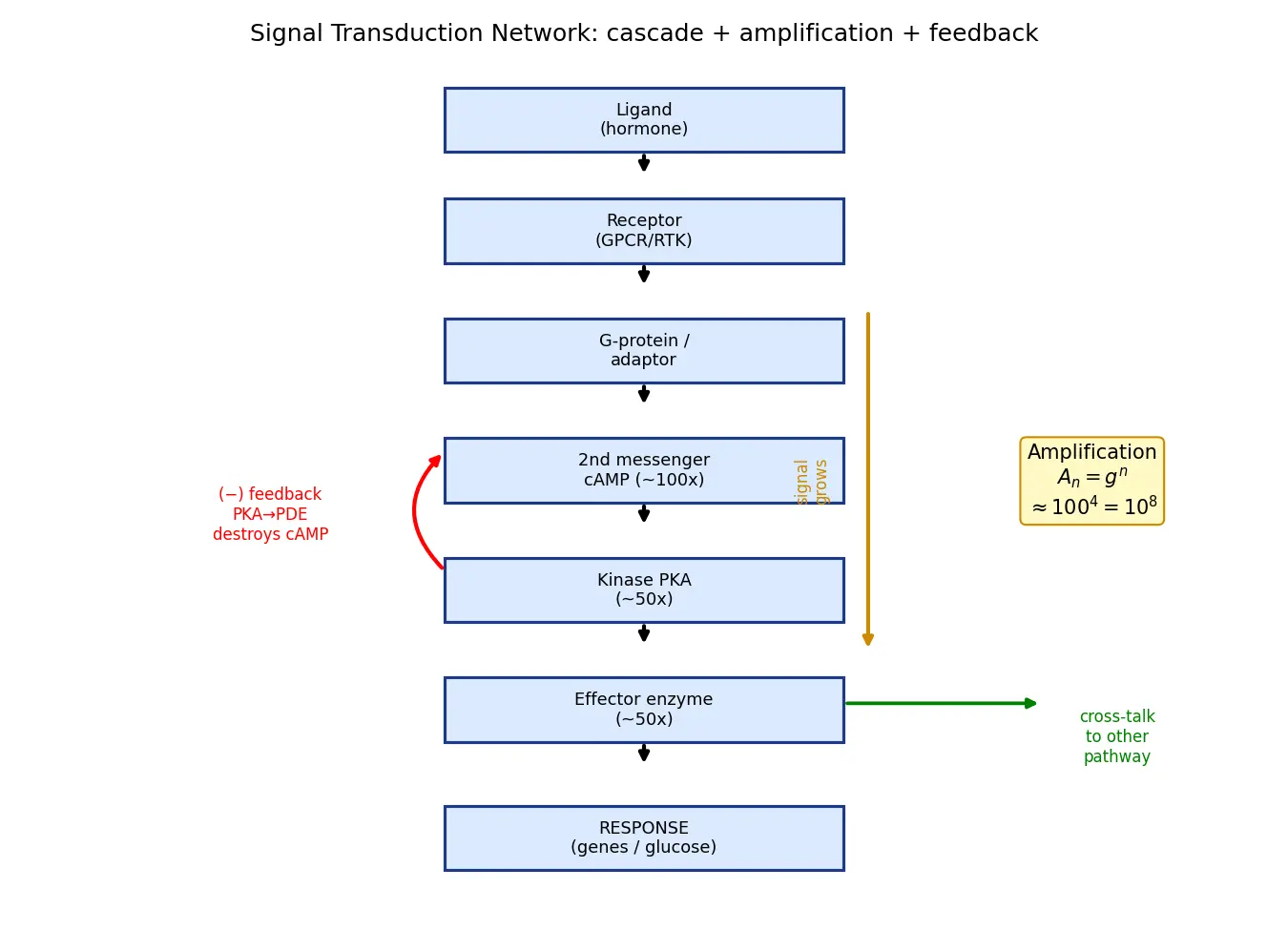 Figure — Describe signal transduction networks