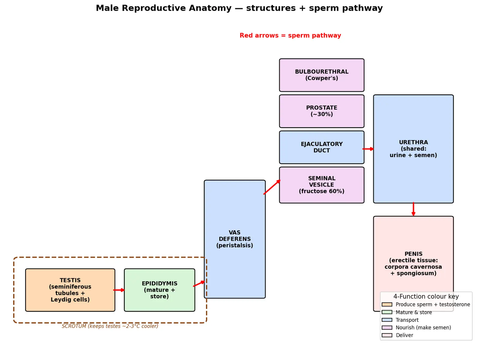 Figure — Describe male reproductive anatomy