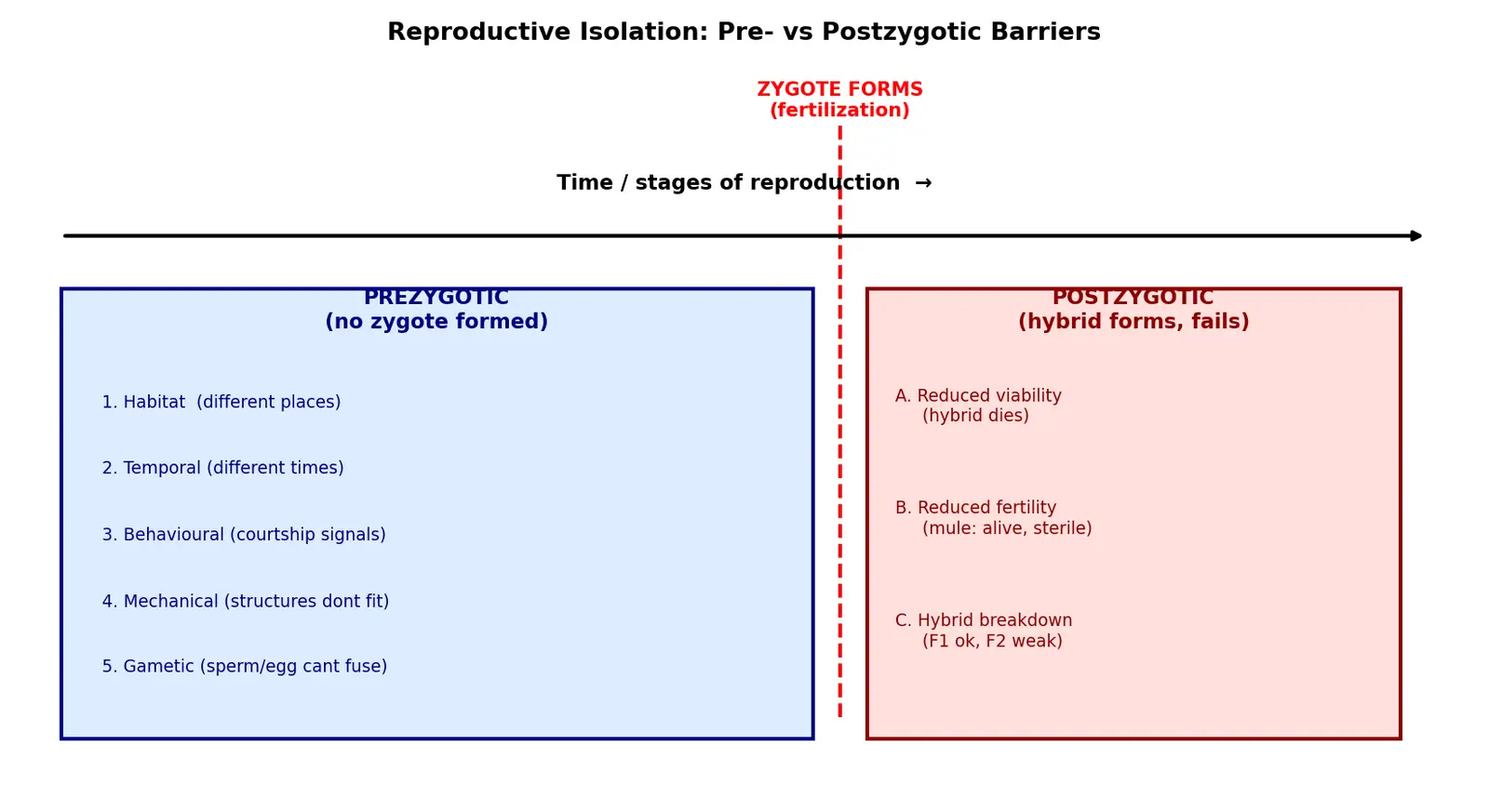 Figure — Describe reproductive isolation mechanisms (pre - postzygotic)
