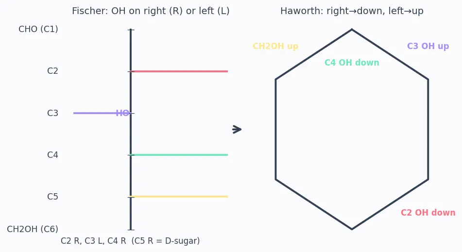Figure — Carbohydrates — classification (mono - di - polysaccharides), Fischer - Haworth projections, mutarotation, glycosidic bo