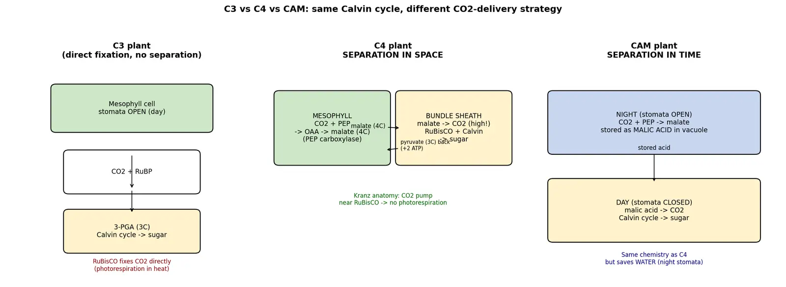Figure — Distinguish C3, C4, and CAM plants