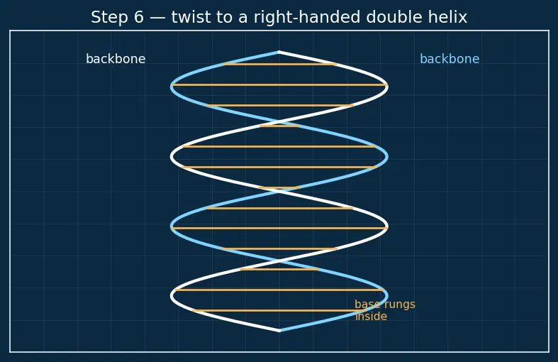 Figure — Nucleic acids — DNA, RNA; base pairing, double helix, replication, transcription, translation (overview)
