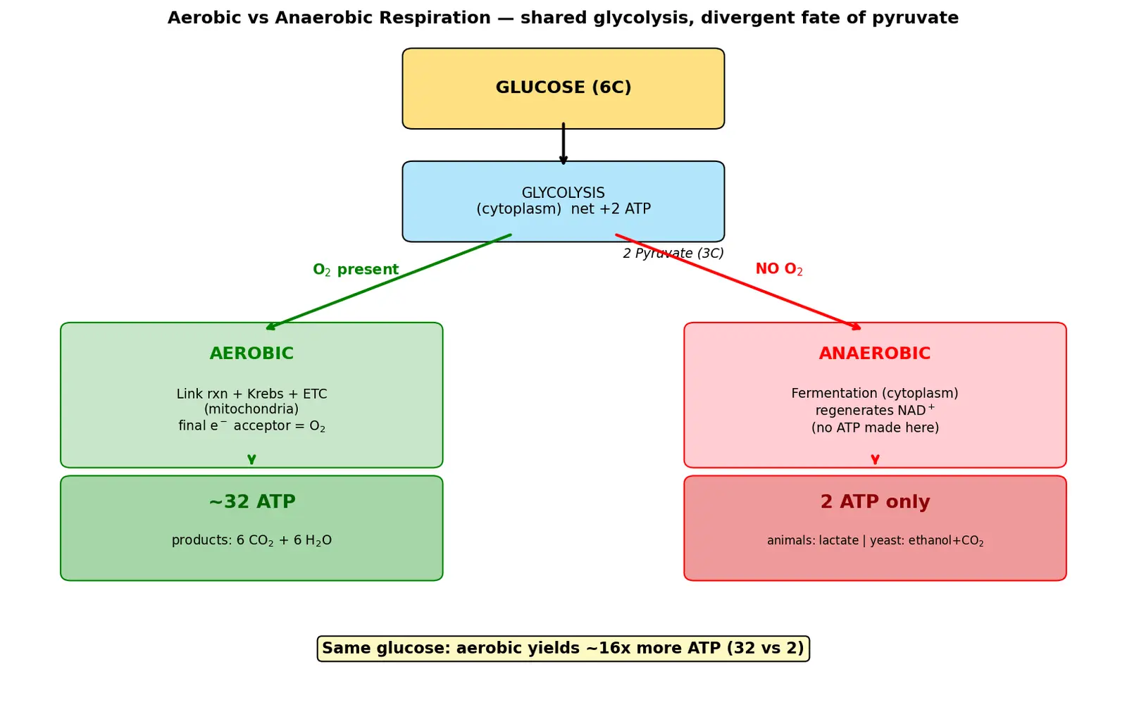 Figure — Distinguish aerobic and anaerobic respiration