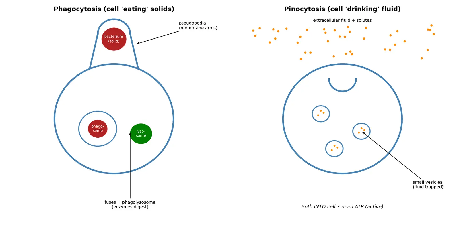Figure — Describe endocytosis (phagocytosis, pinocytosis)