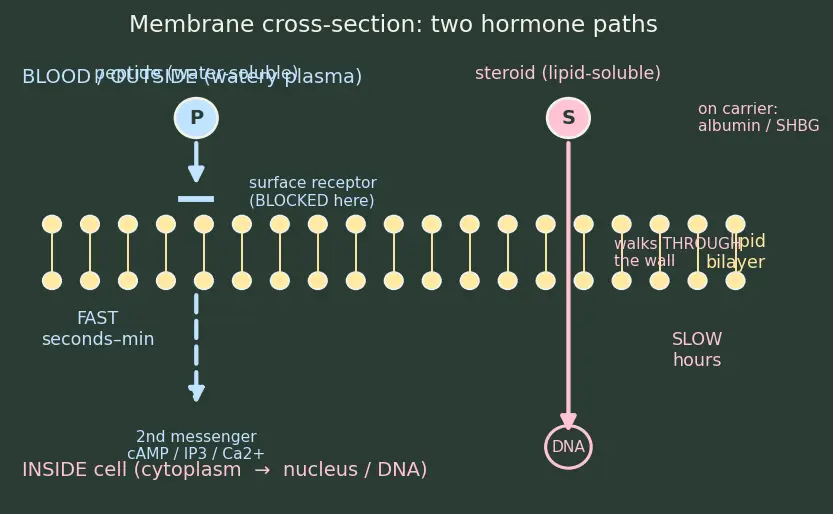 Figure — Hormones — peptide vs steroid (overview)