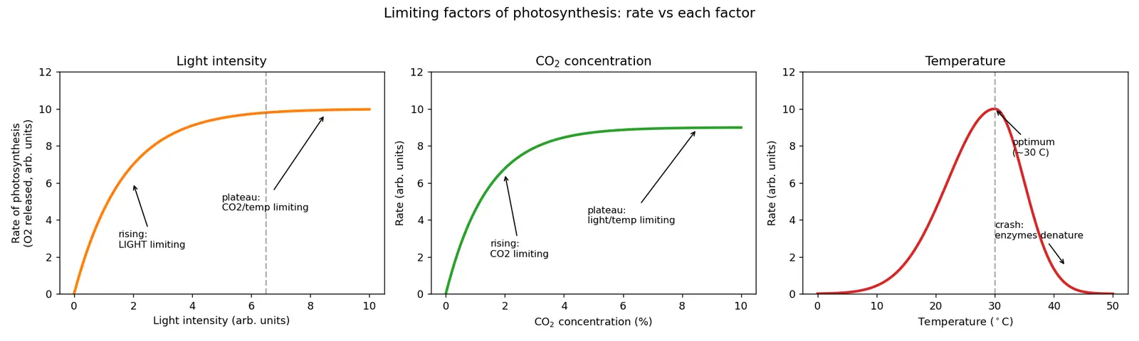 Figure — List limiting factors of photosynthesis