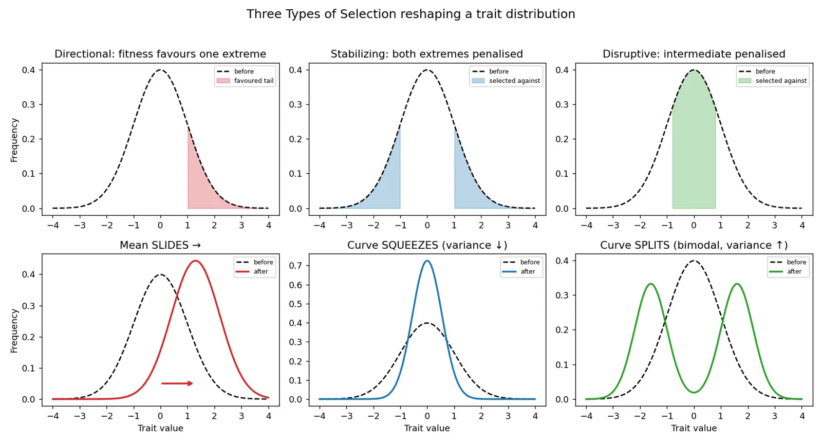 Figure — Describe types of selection (directional, stabilizing, disruptive)