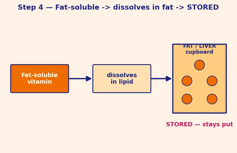 Figure — Vitamins — fat-soluble (A, D, E, K) vs water-soluble (B-complex, C)