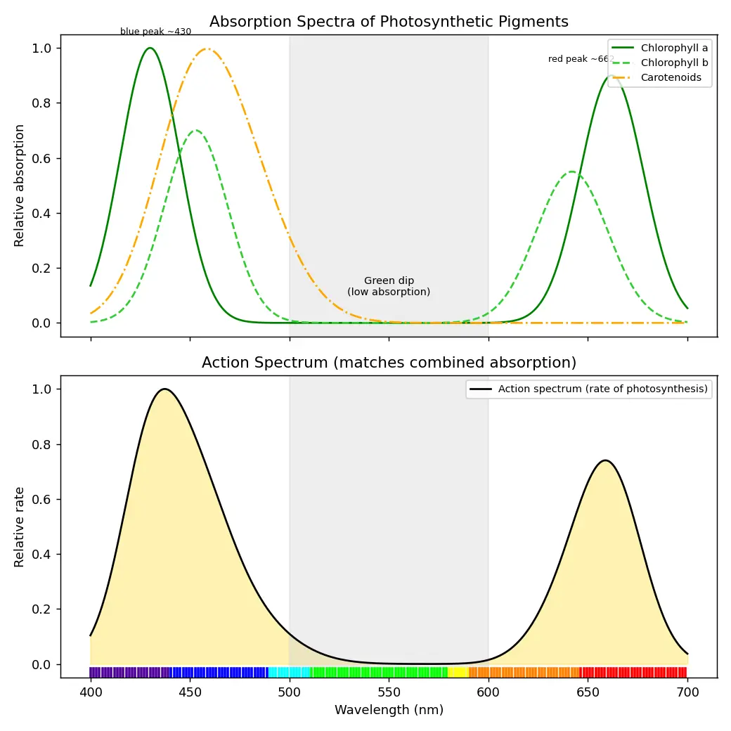 Figure — Explain photosynthetic pigments and absorption spectra
