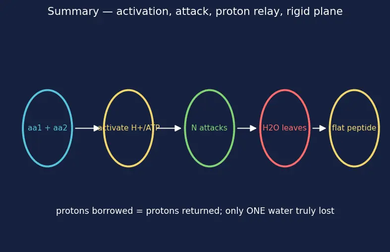 Figure — Peptide bond; primary, secondary, tertiary, quaternary protein structure