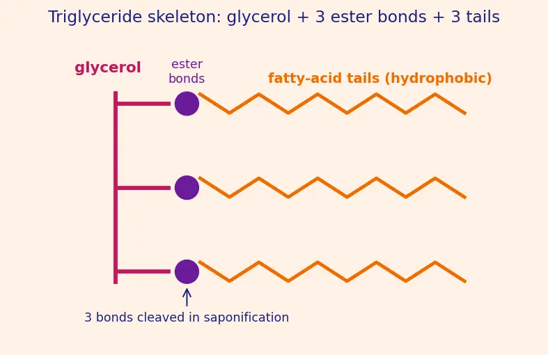 Figure — Lipids — fatty acids, triglycerides, phospholipids; saponification