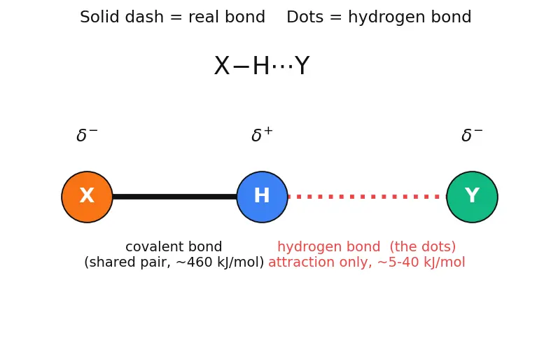 Figure — Hydrogen bonding — intermolecular, intramolecular; consequences (boiling points, water density)