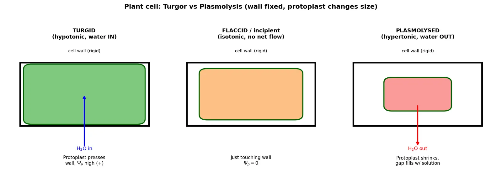 Figure — Explain plasmolysis and turgor in plant cells
