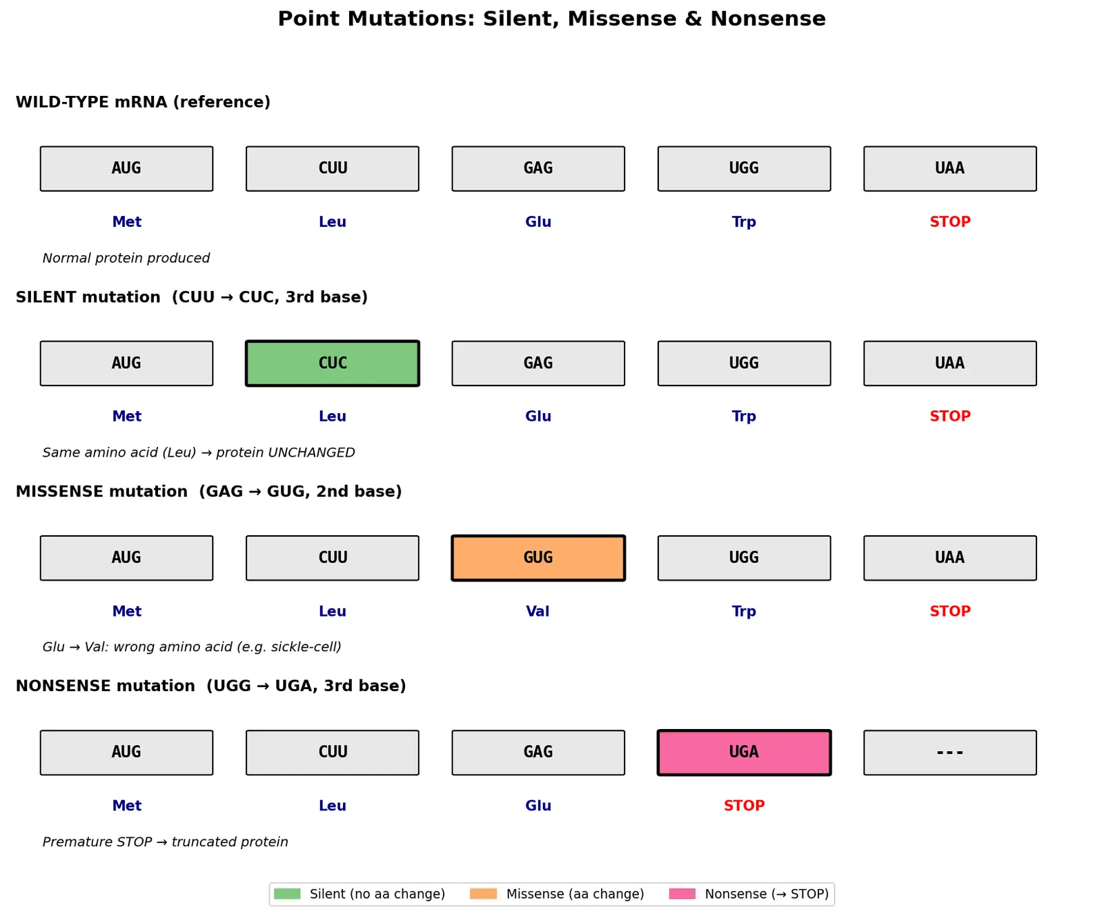 Figure — Explain silent, missense, and nonsense mutations