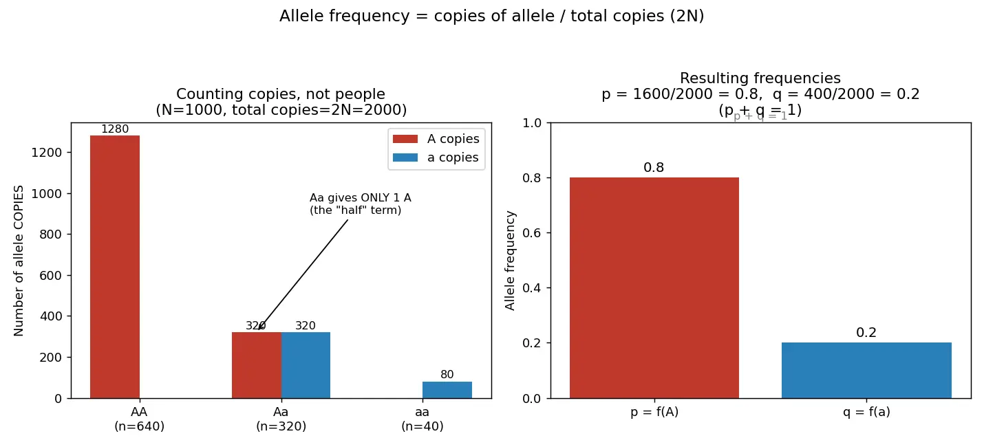 Figure — Calculate allele and genotype frequencies