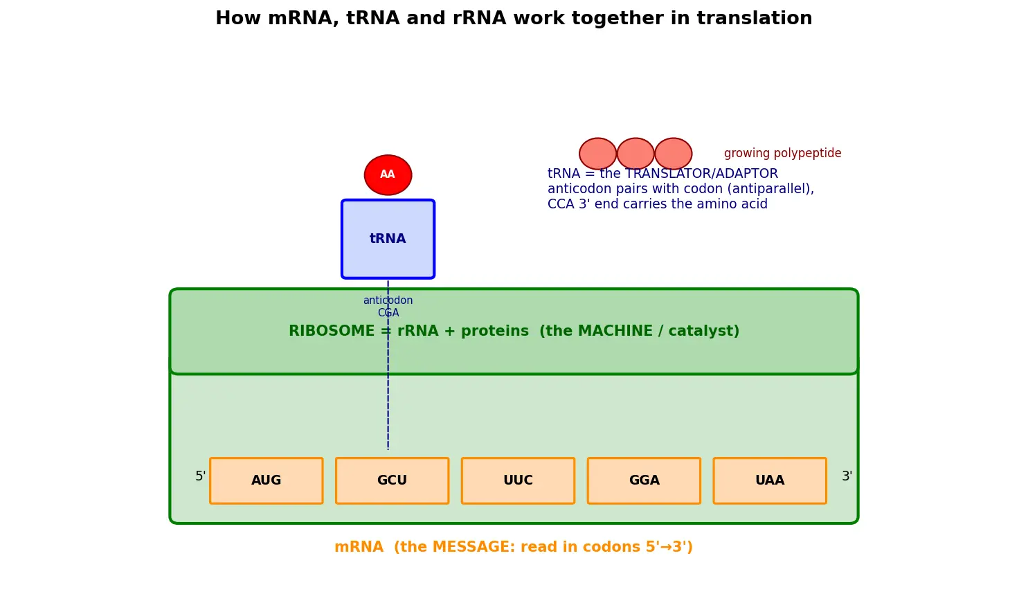 Figure — Distinguish mRNA, tRNA, and rRNA