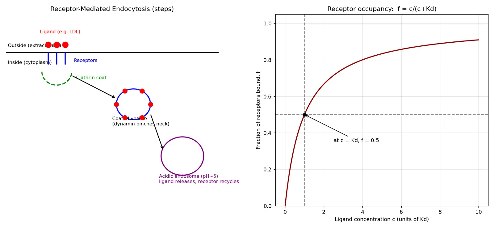 Figure — Describe receptor-mediated endocytosis