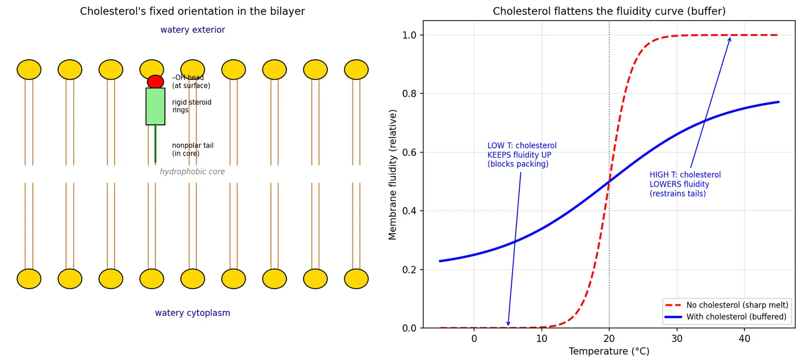 Figure — Explain the role of cholesterol in membranes