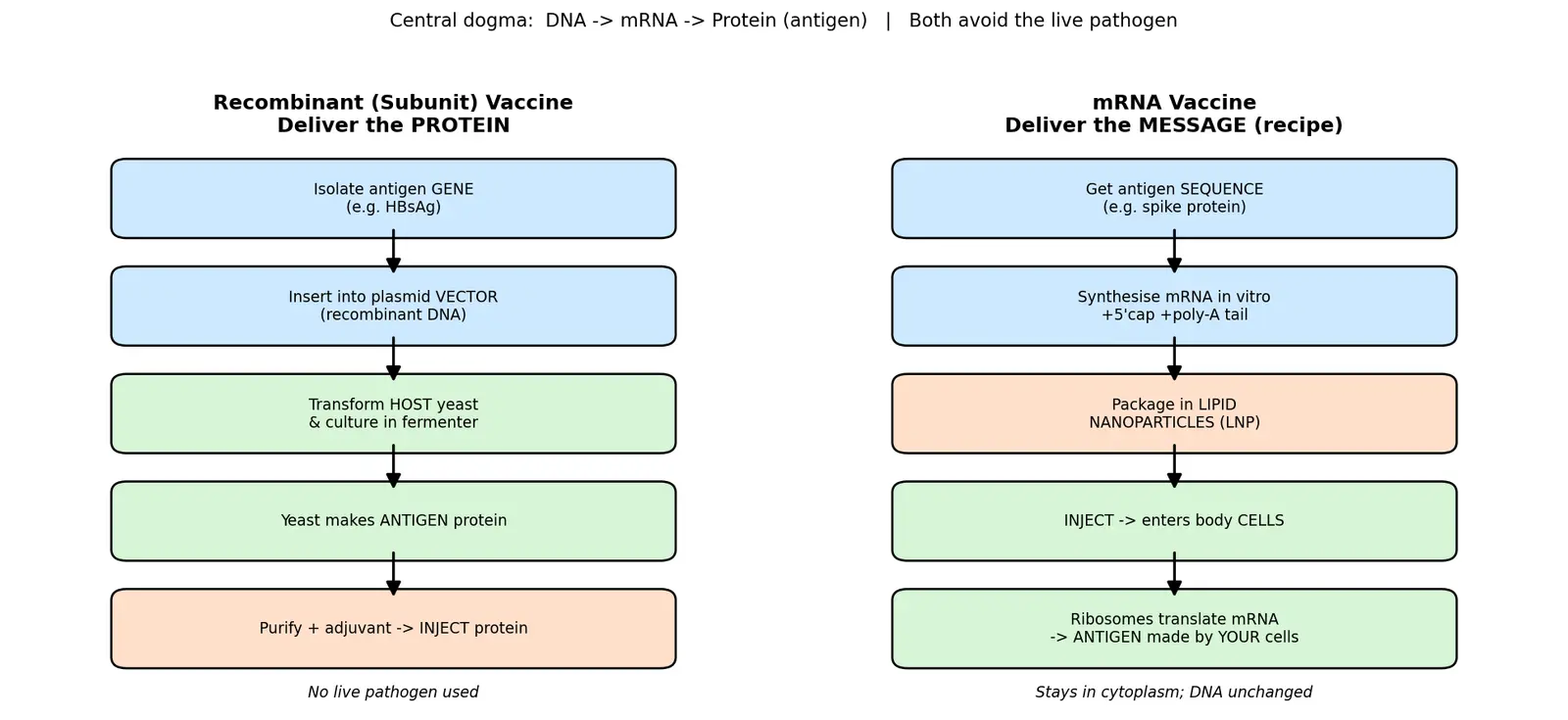 Figure — Describe vaccine production technologies (mRNA, recombinant)