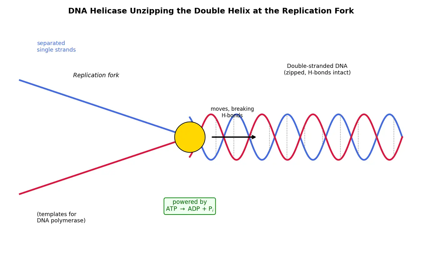 Figure — Explain the role of DNA helicase