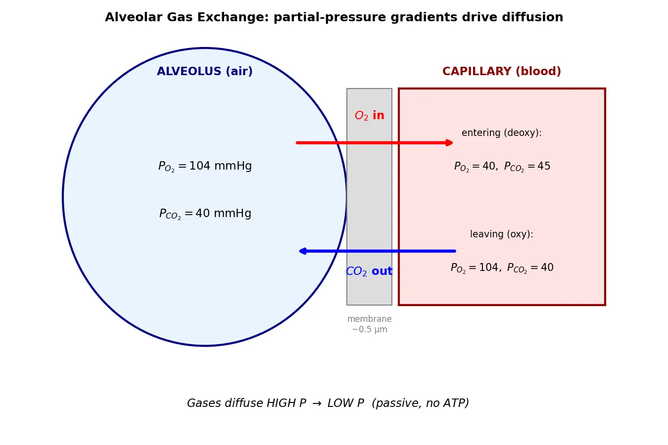 Figure — Explain alveolar gas exchange