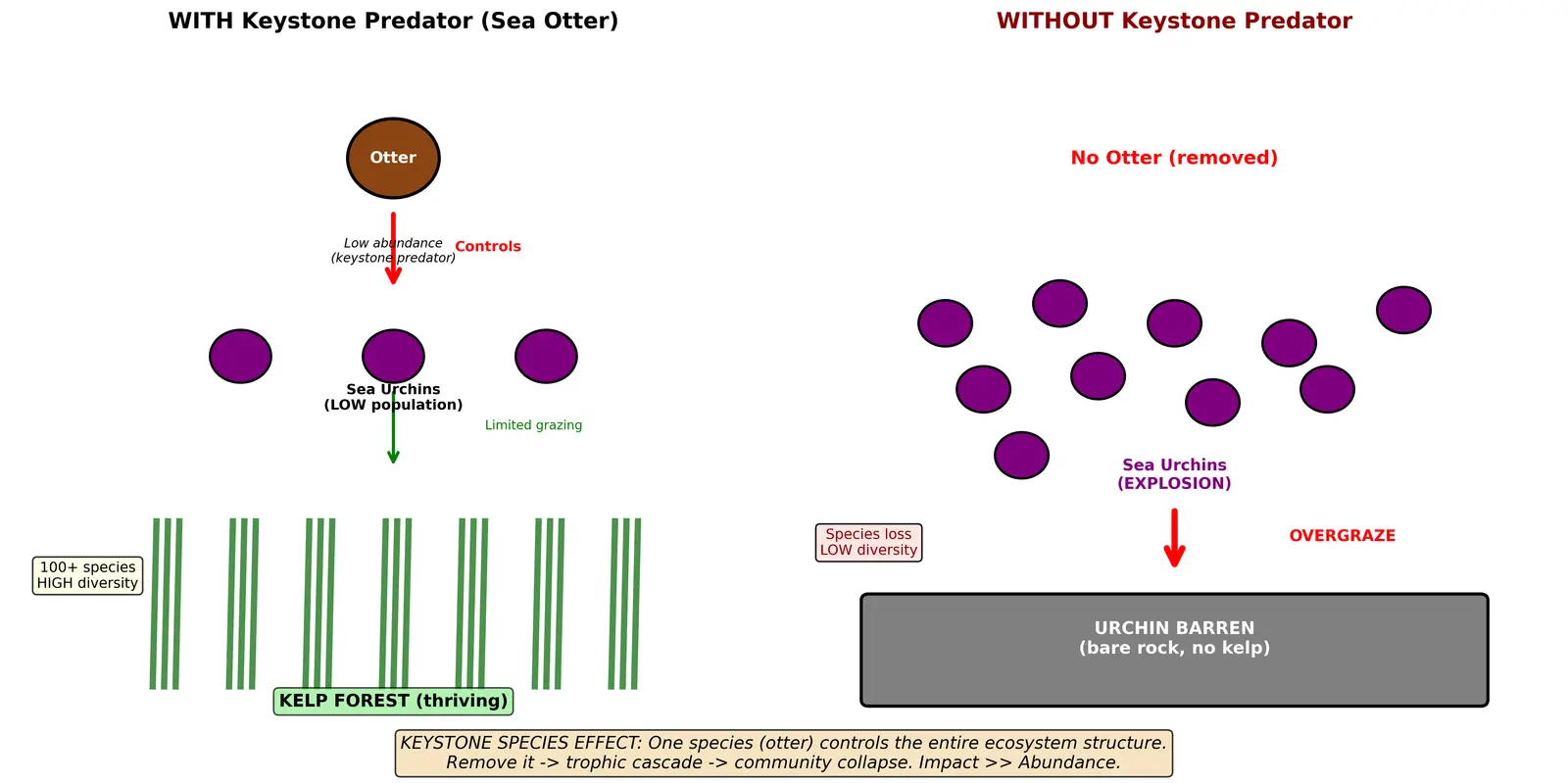 Figure — Explain keystone species and their role
