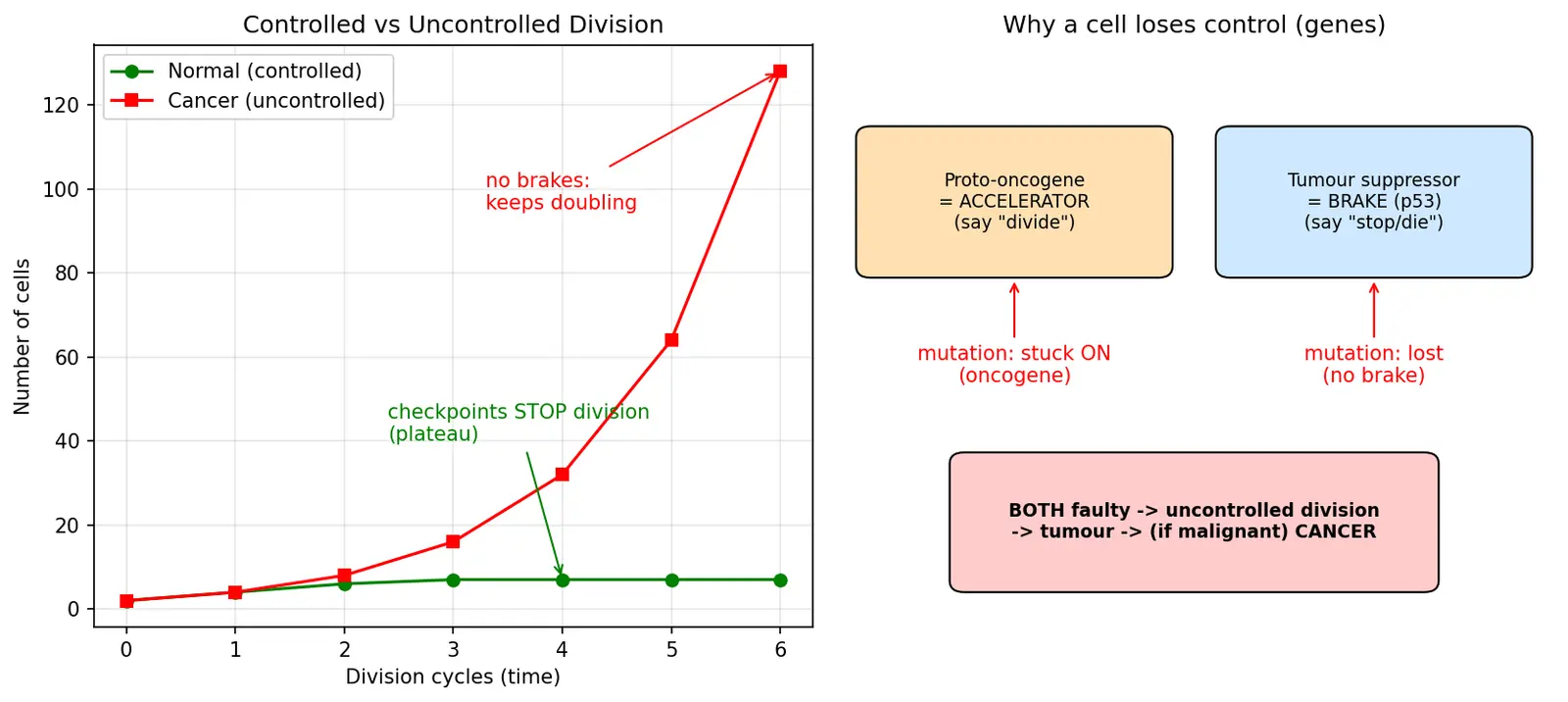 Figure — Relate uncontrolled division to cancer