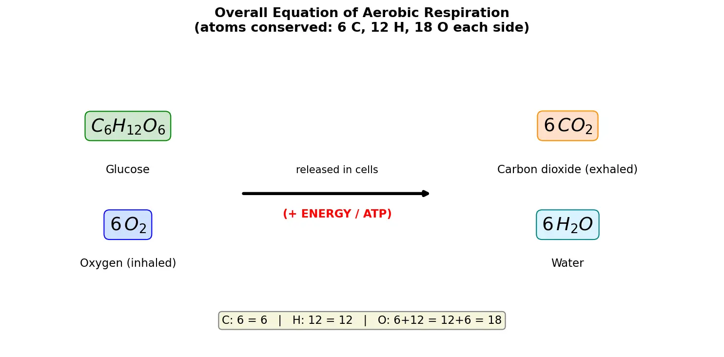 Figure — Write the overall equation for aerobic respiration