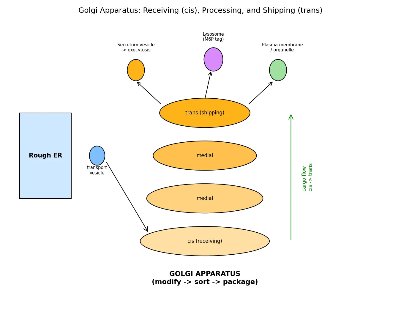 Figure — Explain Golgi apparatus function