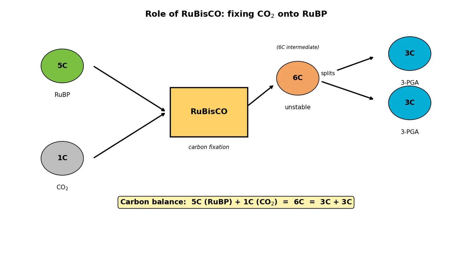 Figure — Describe the role of RuBisCO