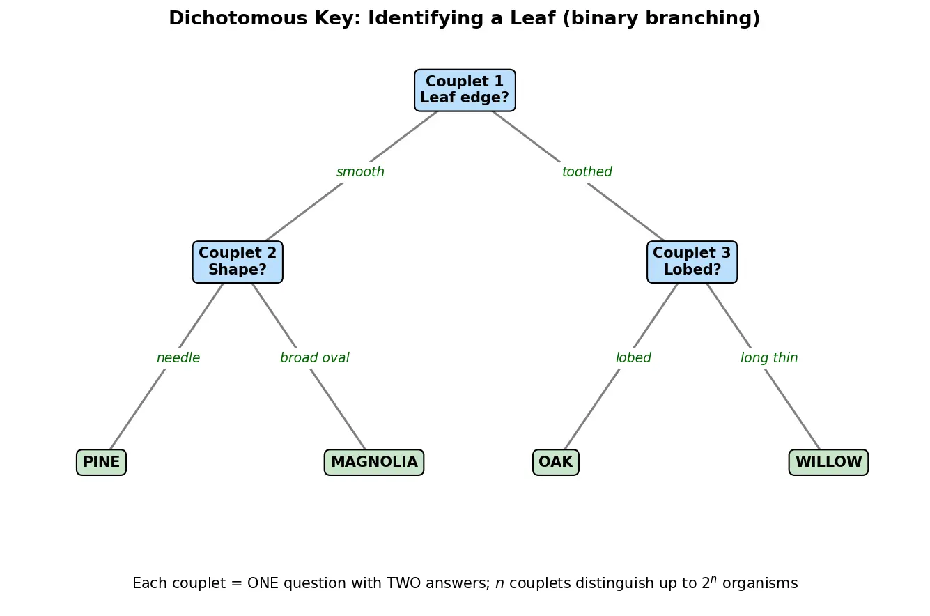 Figure — Explain dichotomous keys