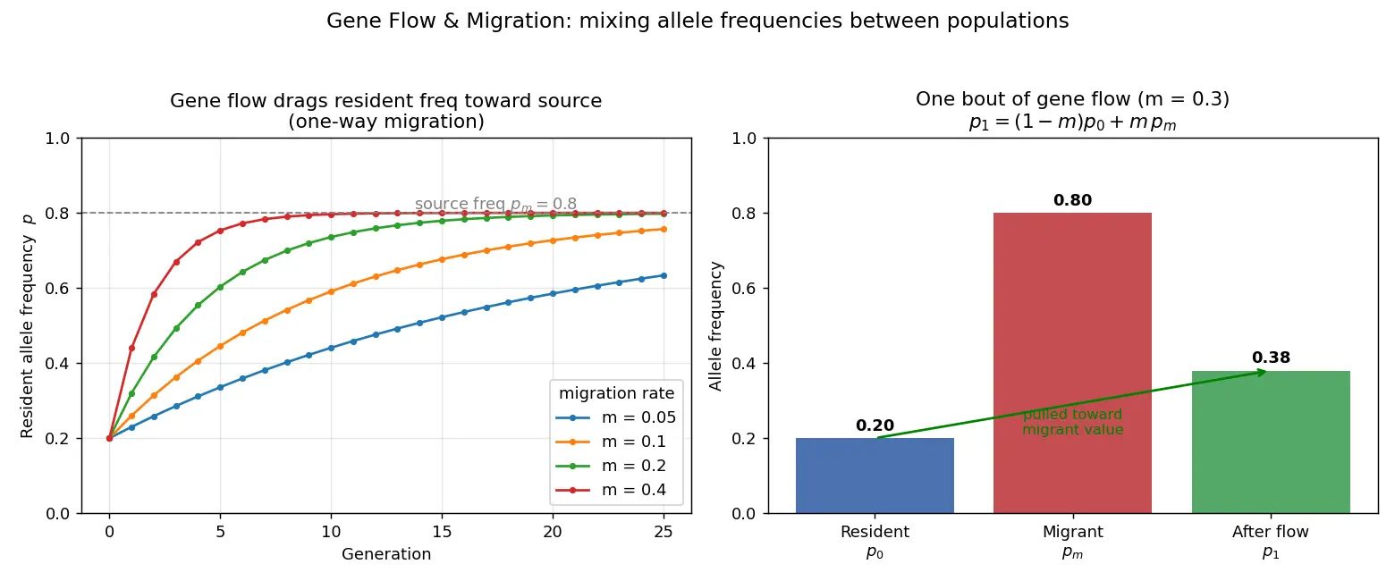 Figure — Describe gene flow and migration
