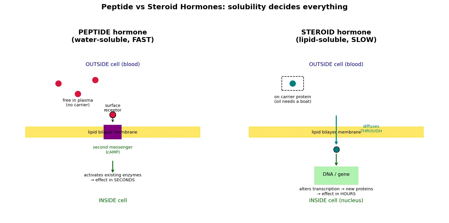 Figure — Hormones — peptide vs steroid (overview)