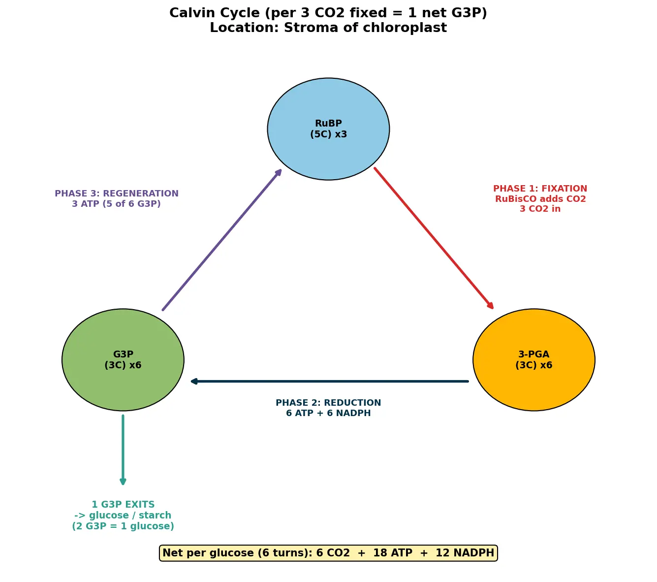 Figure — Explain the Calvin cycle (carbon fixation)