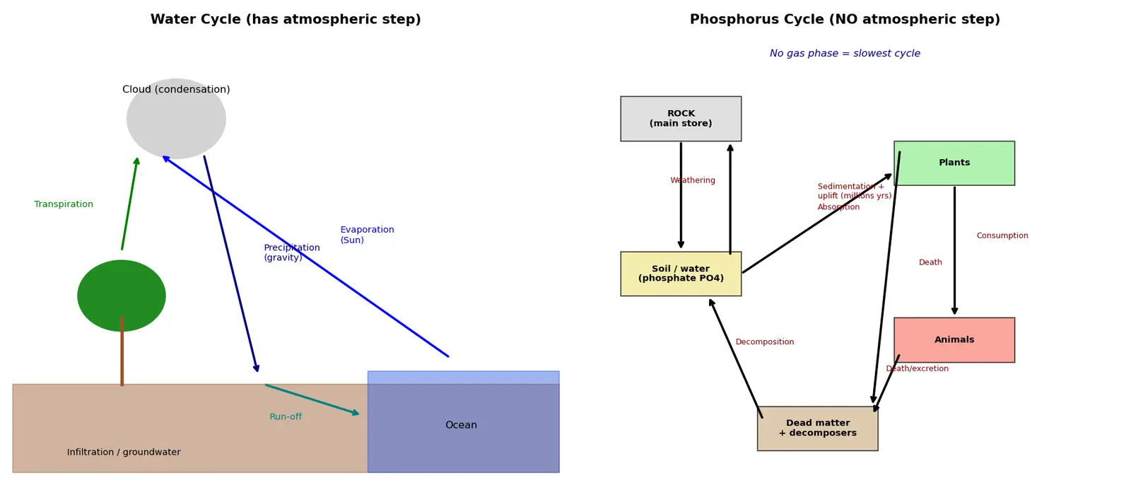 Figure — Describe the water and phosphorus cycles