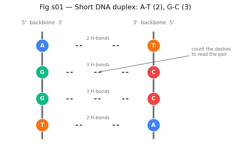 Figure — Nucleic acids — DNA, RNA; base pairing, double helix, replication, transcription, translation (overview)