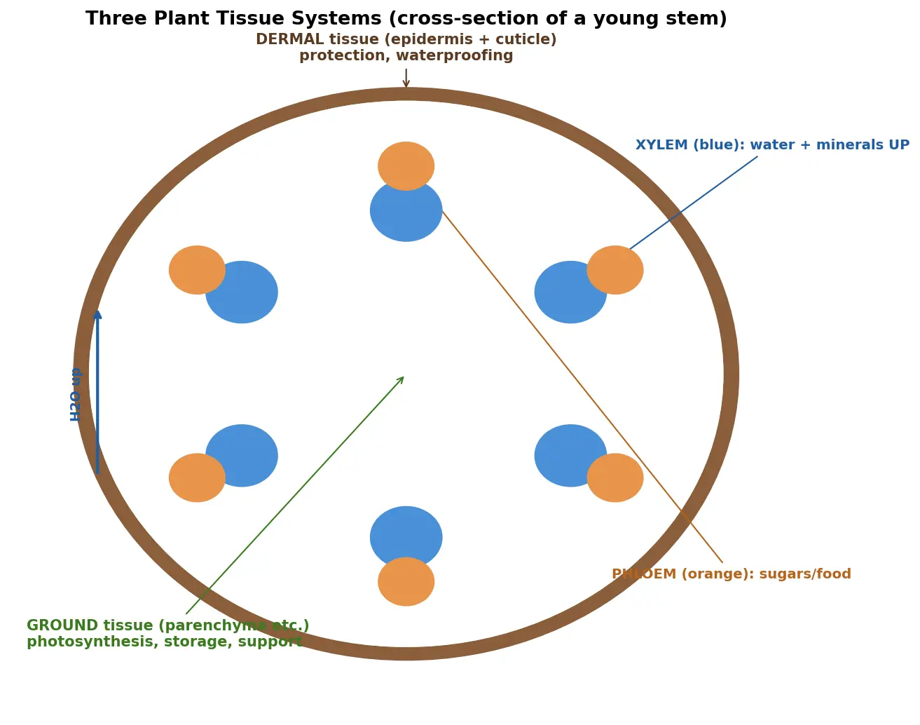 Figure — Describe plant tissue types (dermal, vascular, ground)