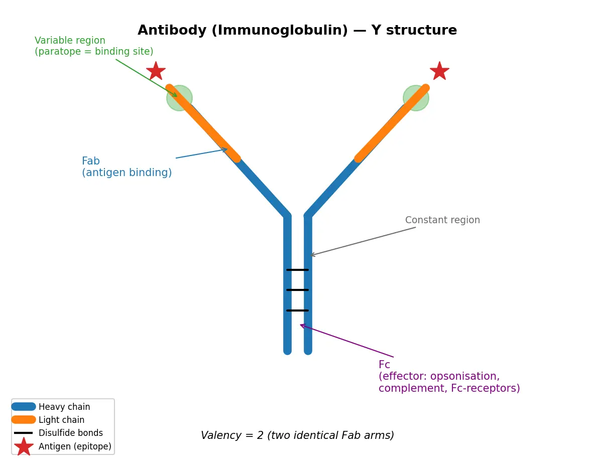 Figure — Explain antibody structure and function