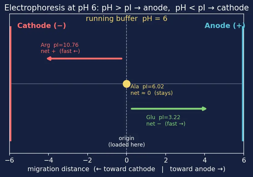 Figure — Amino acids — zwitterion, isoelectric point pI, classification (essential, non-essential)