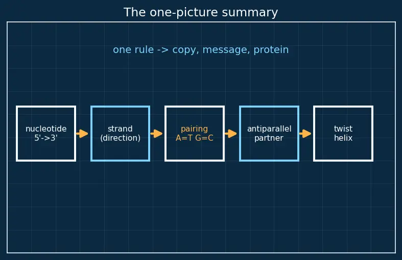 Figure — Nucleic acids — DNA, RNA; base pairing, double helix, replication, transcription, translation (overview)