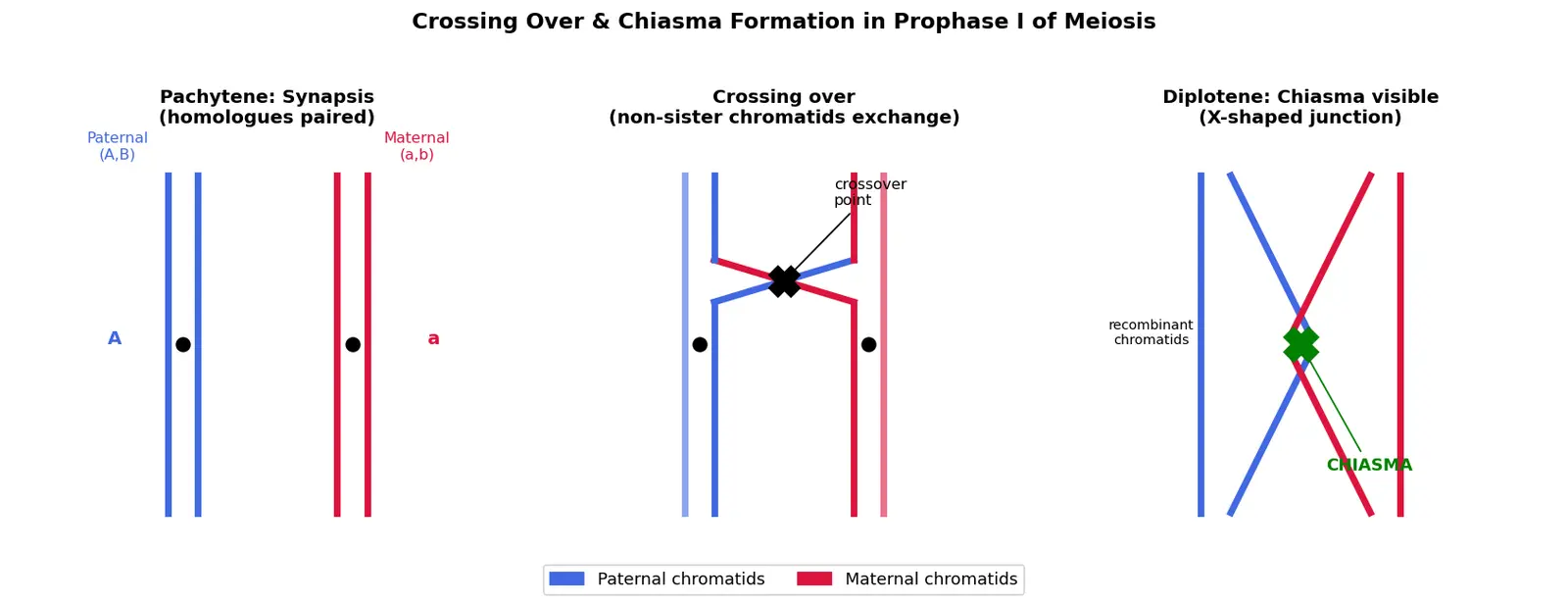 Figure — Explain crossing over and chiasmata