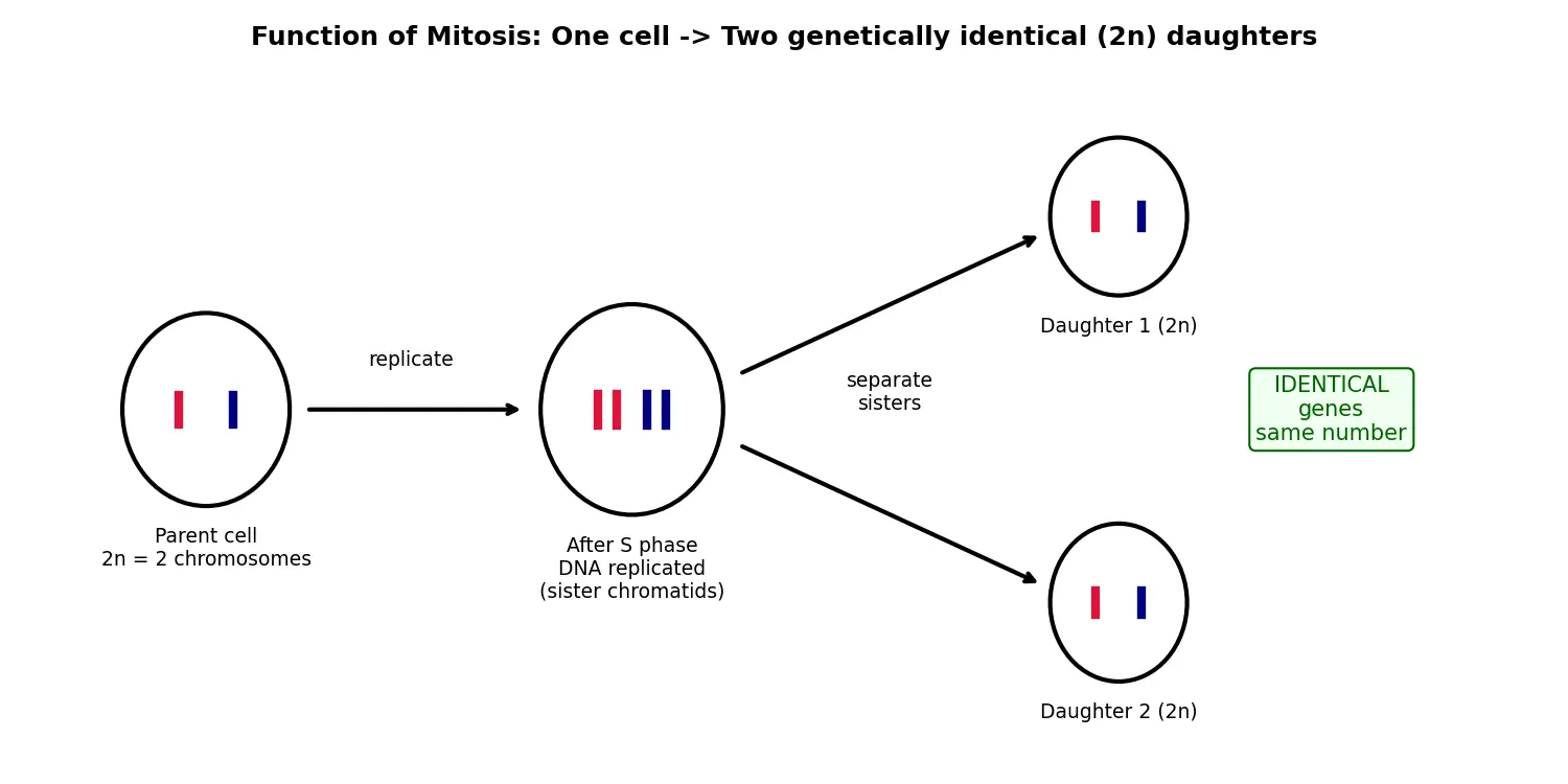 Figure — Explain the function of mitosis